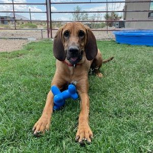 Meet your Posher, Hunter